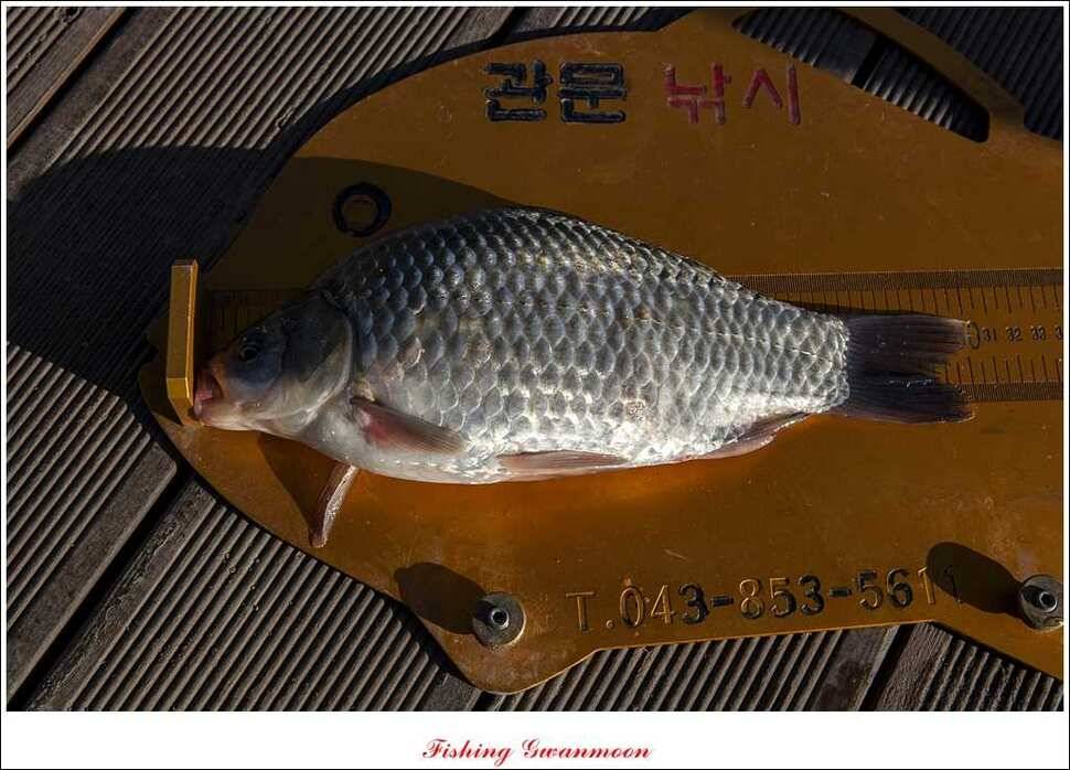제일 낚시터 조황 (조황조행기 - 특파원조황)