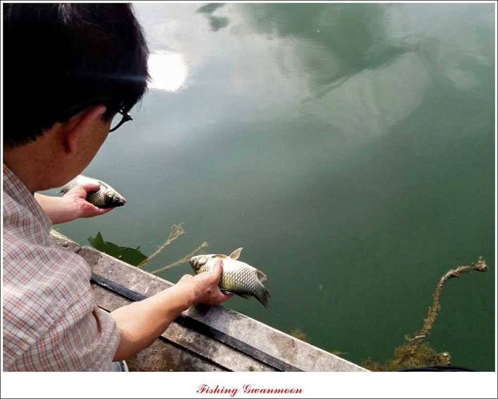 실리곡 월척한버들 마릿수 조황 (조황조행기 - 특파원조황)
