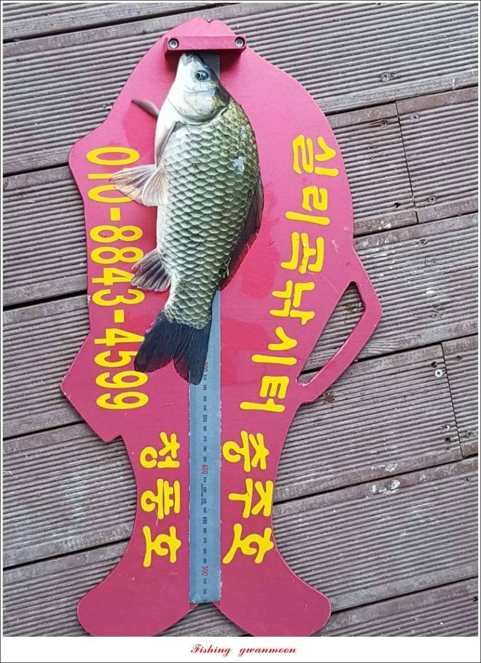 추평지 48 cm화곡지 마릿수 월척실리곡 조황 (조황조행기 - 특파원조황)