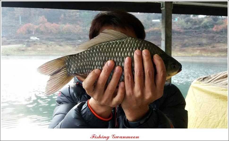실리곡 늘푸른 노지 조황 (조황조행기 - 특파원조황)