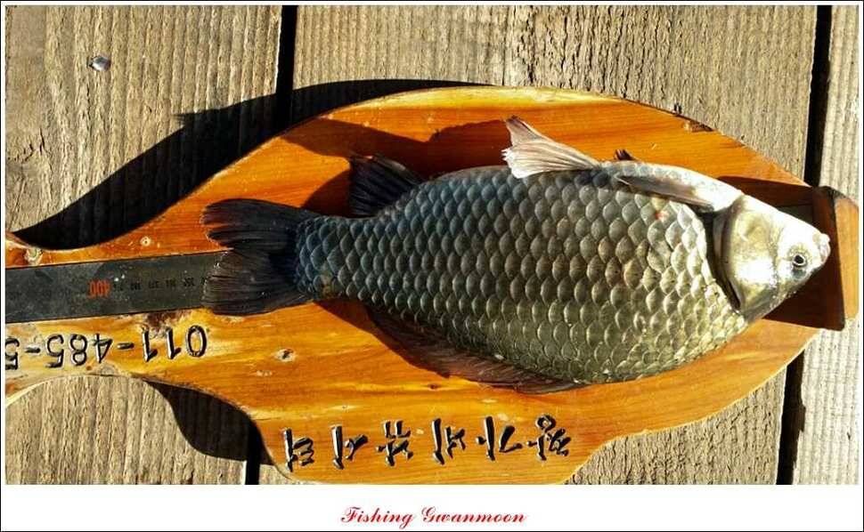 충주호 주말 조황 (조황조행기 - 특파원조황)