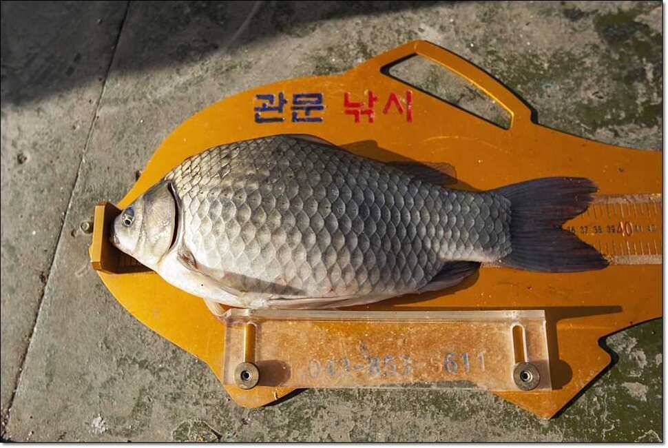 한버들 42 cm병호 385 cm늘푸른 키로장어 (조황조행기 - 특파원조황)
