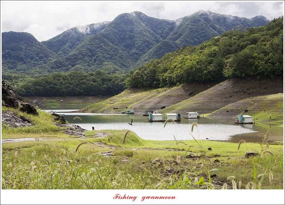충주호 오름수위화곡지 월척 마릿수 조황 (조황조행기 - 특파원조황)