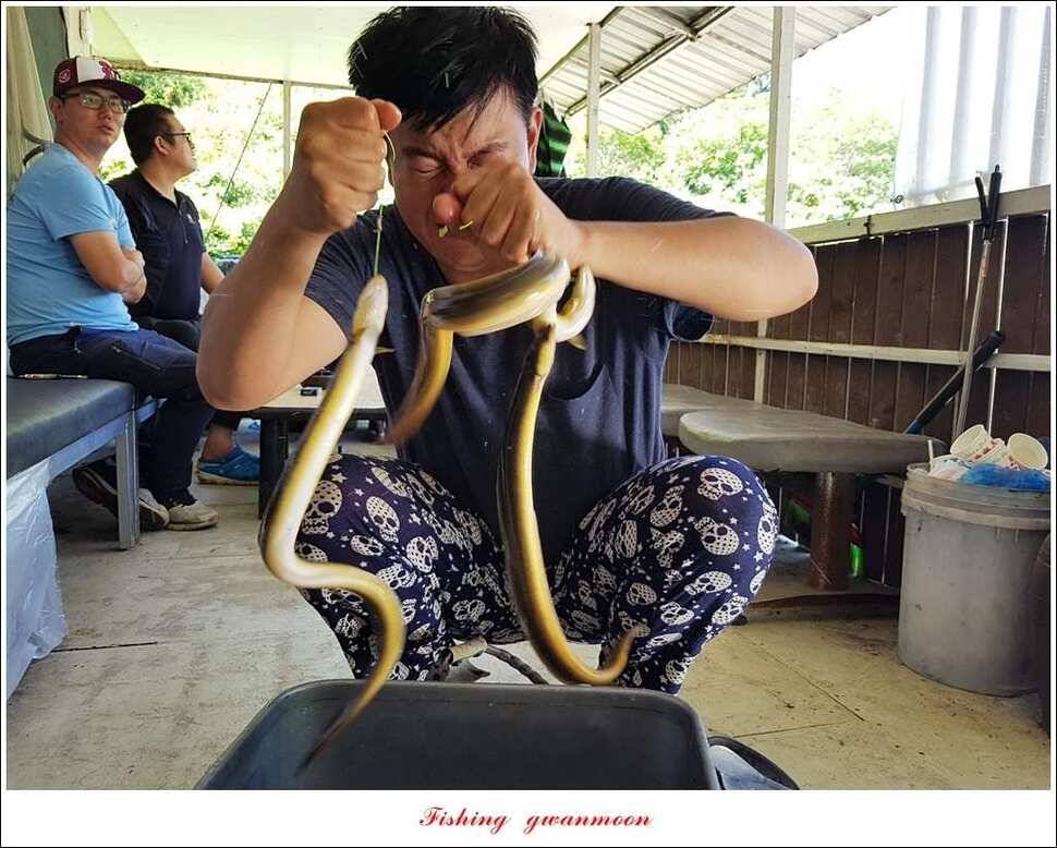 늘푸른 대물 장어화곡지 마릿수 월척 조황 (조황조행기 - 특파원조황)