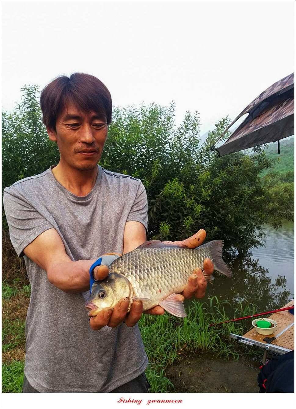 실리곡 마릿수 월척매전지 월척 조황 (조황조행기 - 특파원조황)
