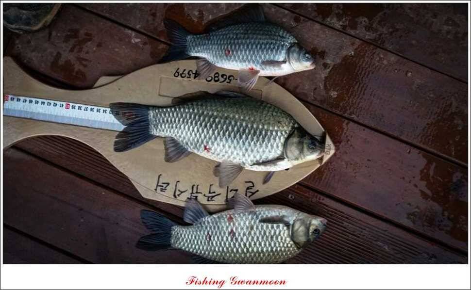 실리곡 짱가네 조황 (조황조행기 - 특파원조황)
