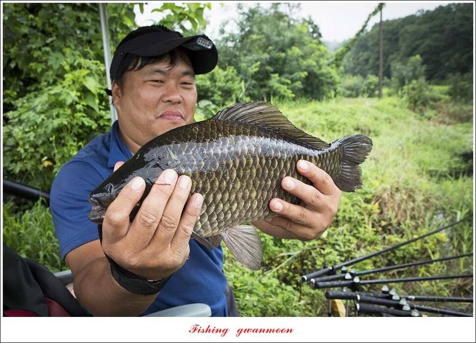 늘푸른 사짜화곡지실리곡소류지 사짜 조황 (조황조행기 - 특파원조황)