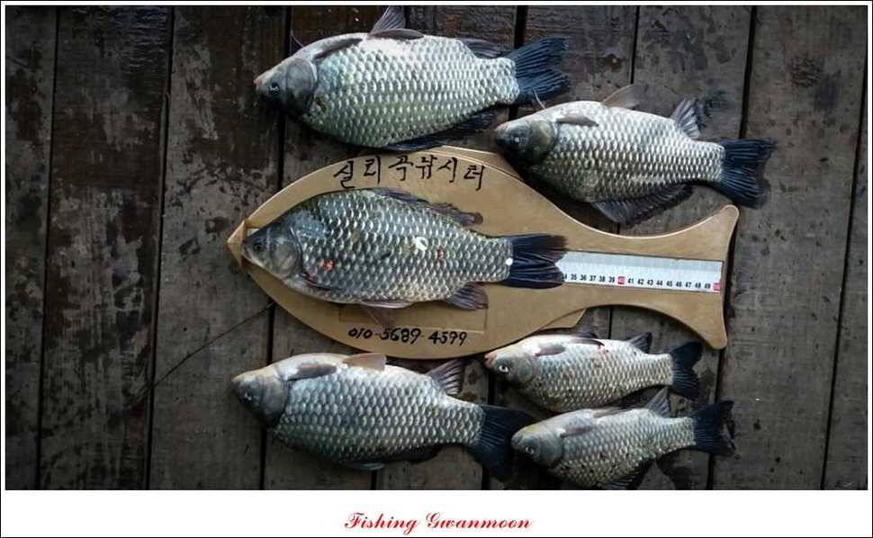 실리곡 짱가네 조황 (조황조행기 - 특파원조황)