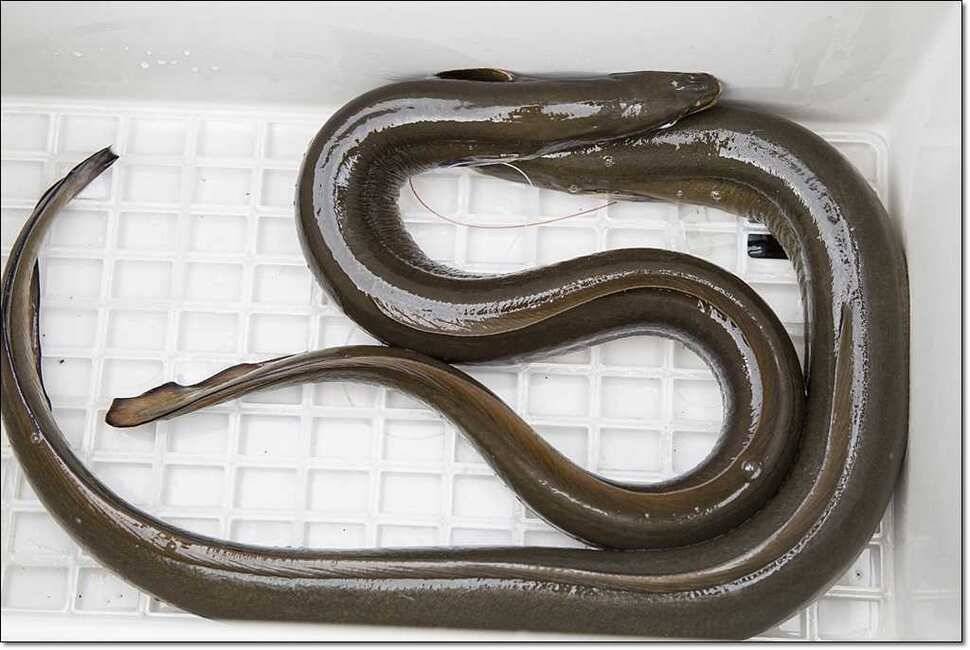 신매 425 cm 대물늘푸른 장어칠성지 사짜 (조황조행기 - 특파원조황)
