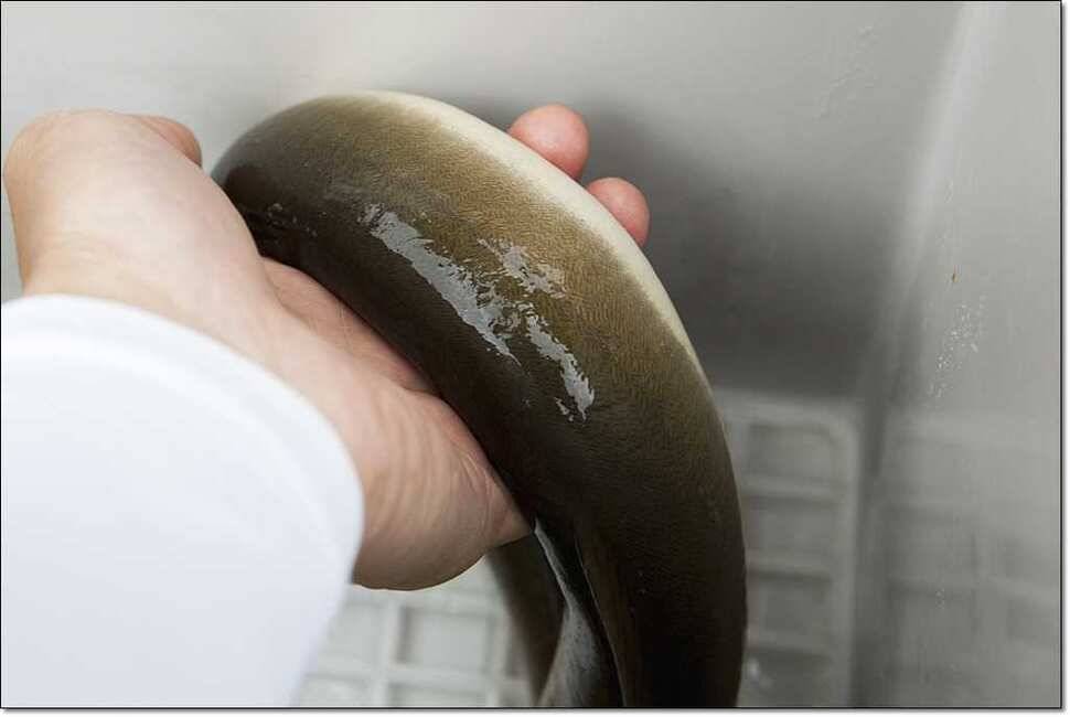 신매 425 cm 대물늘푸른 장어칠성지 사짜 (조황조행기 - 특파원조황)