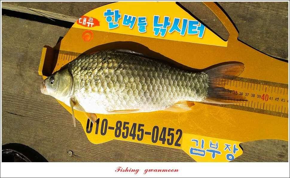 한버들 월척화곡지 마릿수 월척 조황 (조황조행기 - 특파원조황)