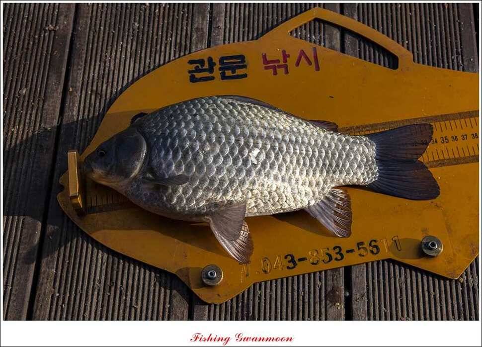제일신매돌감실리곡한버들 월척 (조황조행기 - 특파원조황)