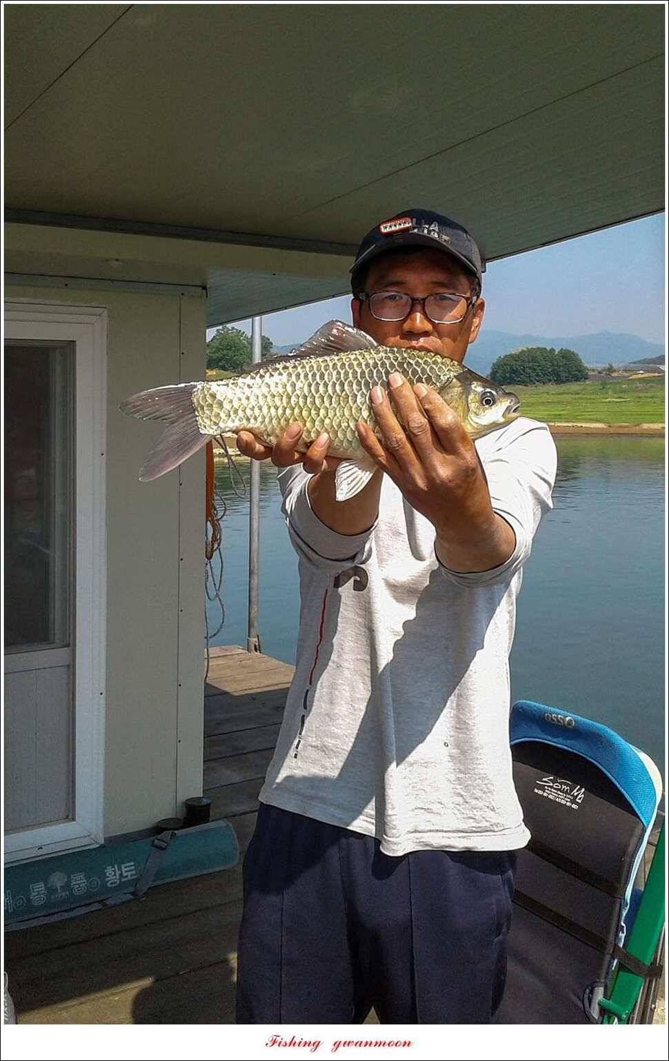 한버들 월척화곡지 마릿수 월척 조황 (조황조행기 - 특파원조황)