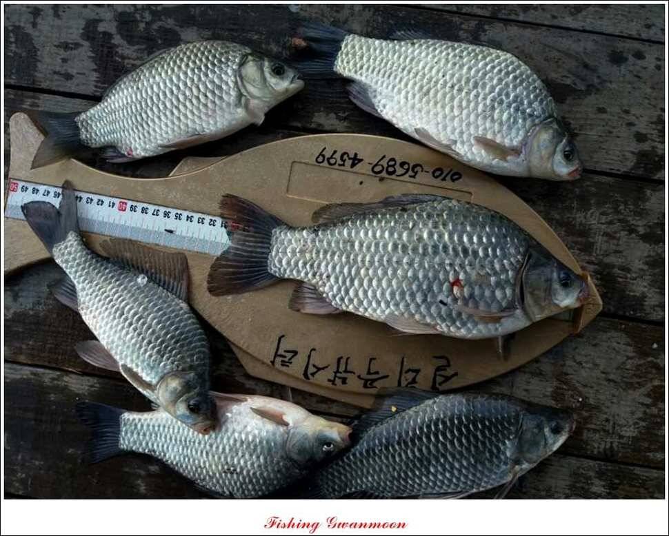 충주호 주말 조황 (조황조행기 - 특파원조황)