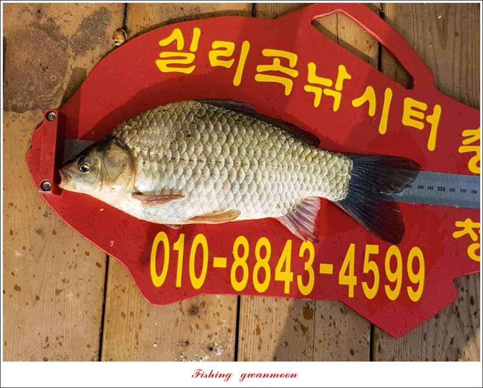 실리곡화곡지기타 조황 소식 (조황조행기 - 특파원조황)
