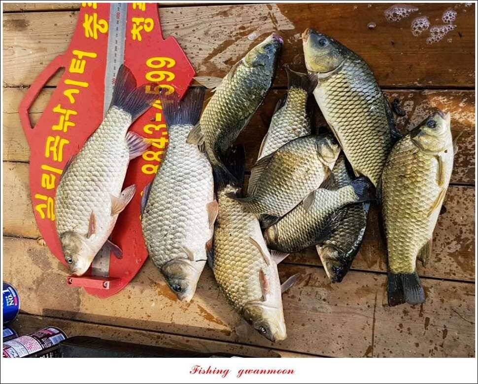 실리곡화곡지기타 조황 소식 (조황조행기 - 특파원조황)