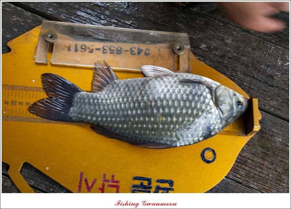 실리곡 짱가네 조황 (조황조행기 - 특파원조황)
