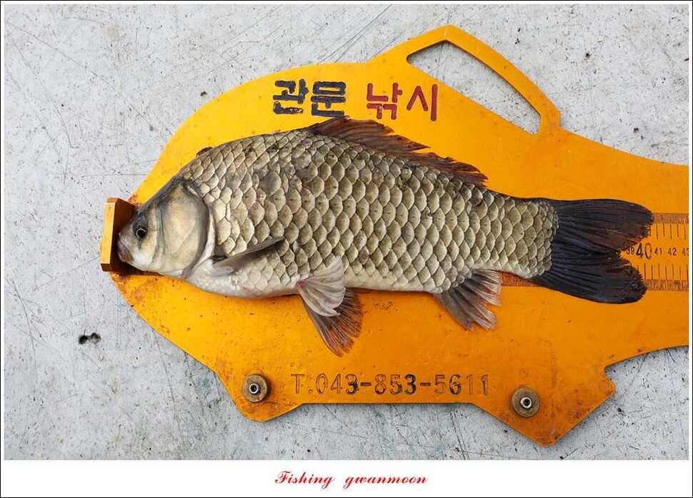 제일 4 짜돌감한버들 마릿수 월척화곡지 사짜 및 마릿수 월척 (조황조행기 - 특파원조황)