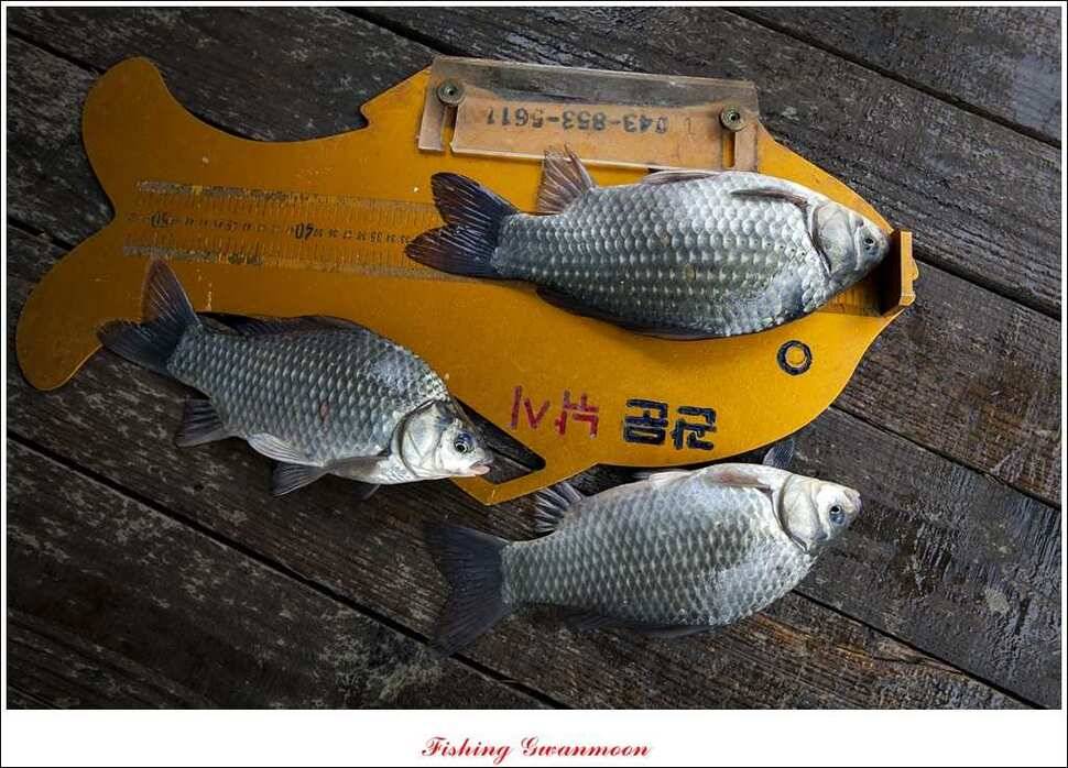 실리곡 짱가네 조황 (조황조행기 - 특파원조황)