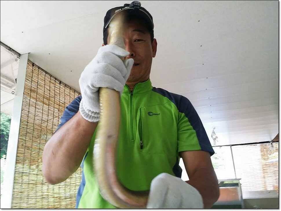 한버들 42 cm병호 385 cm늘푸른 키로장어 (조황조행기 - 특파원조황)