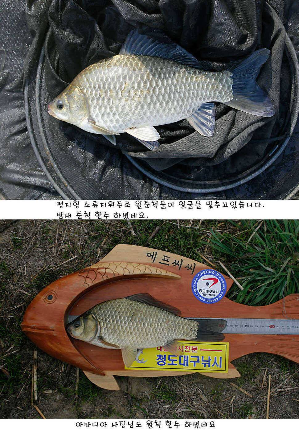 청도권 주중 조황정보 (조황조행기 - 특파원조황)