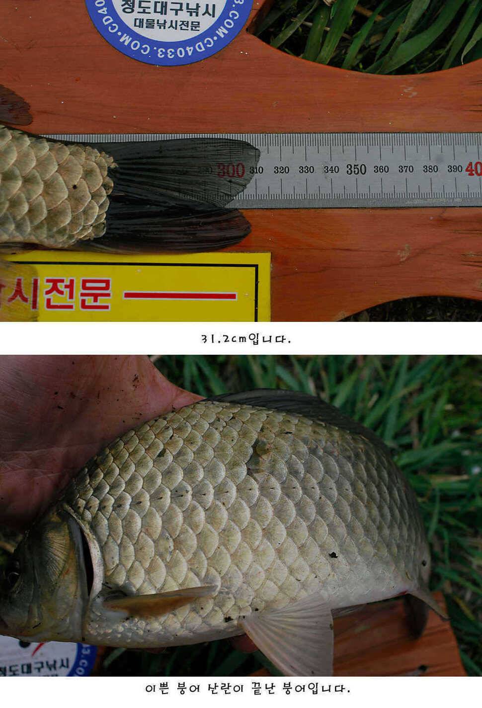 청도권 주중 조황정보 (조황조행기 - 특파원조황)