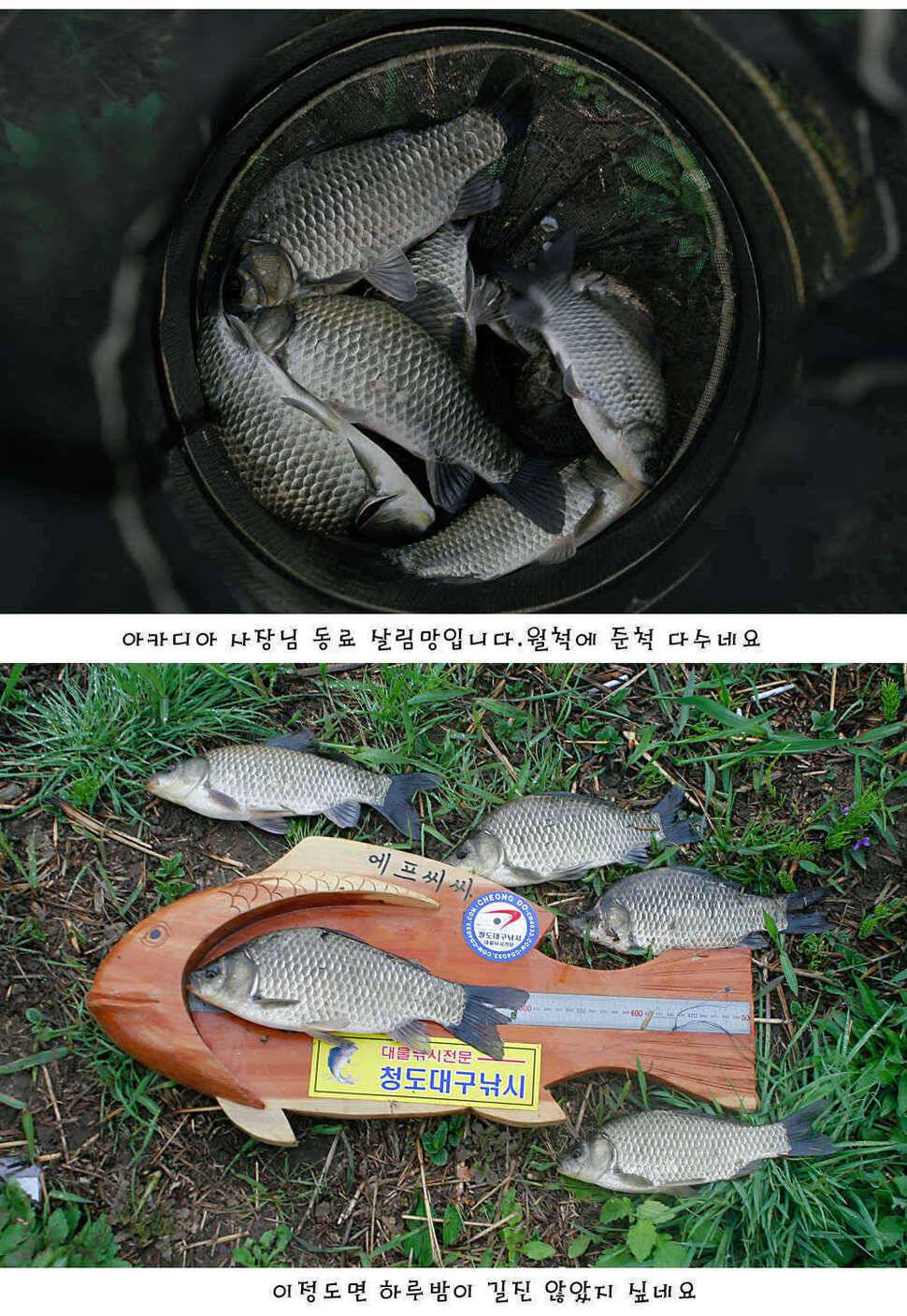 청도권 주중 조황정보 (조황조행기 - 특파원조황)