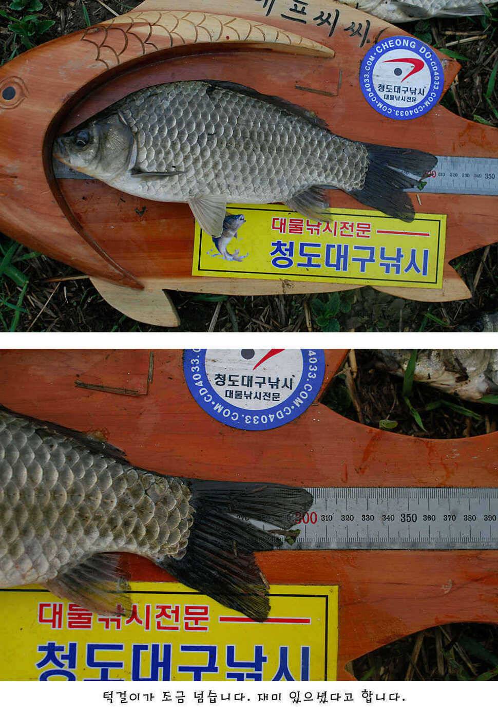 청도권 주중 조황정보 (조황조행기 - 특파원조황)