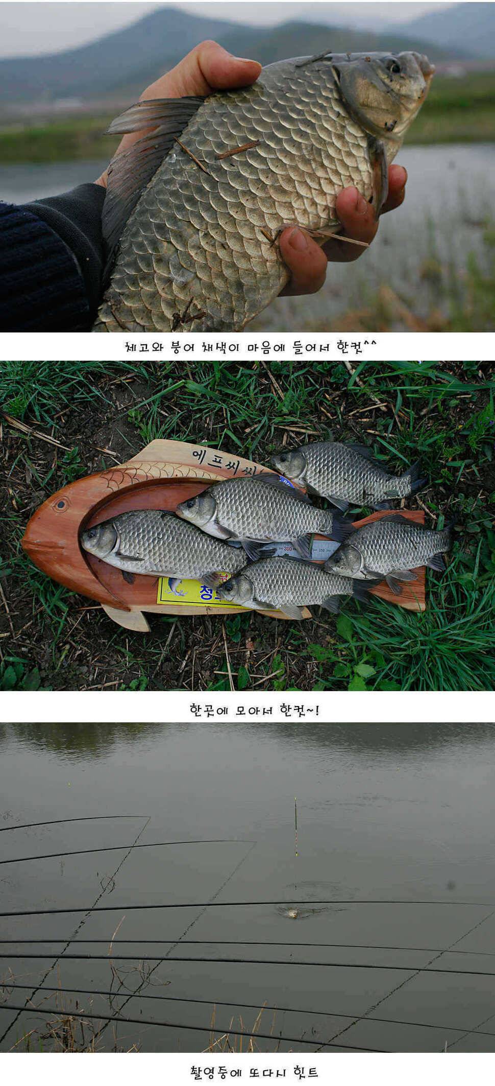 청도권 주중 조황정보 (조황조행기 - 특파원조황)