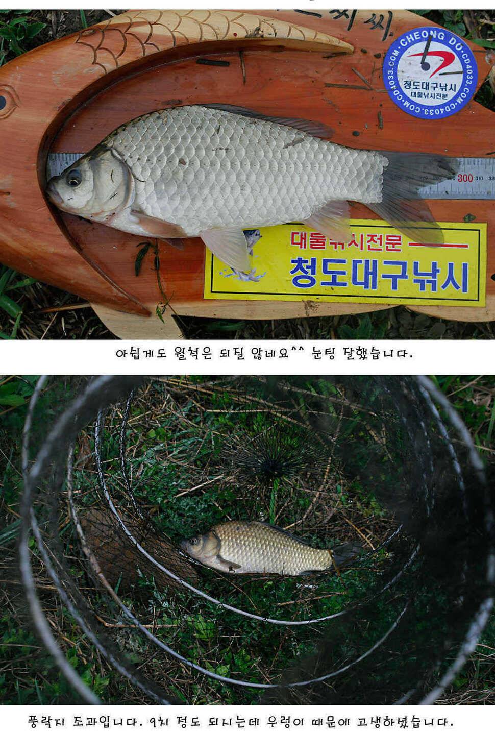청도권 주중 조황정보 (조황조행기 - 특파원조황)