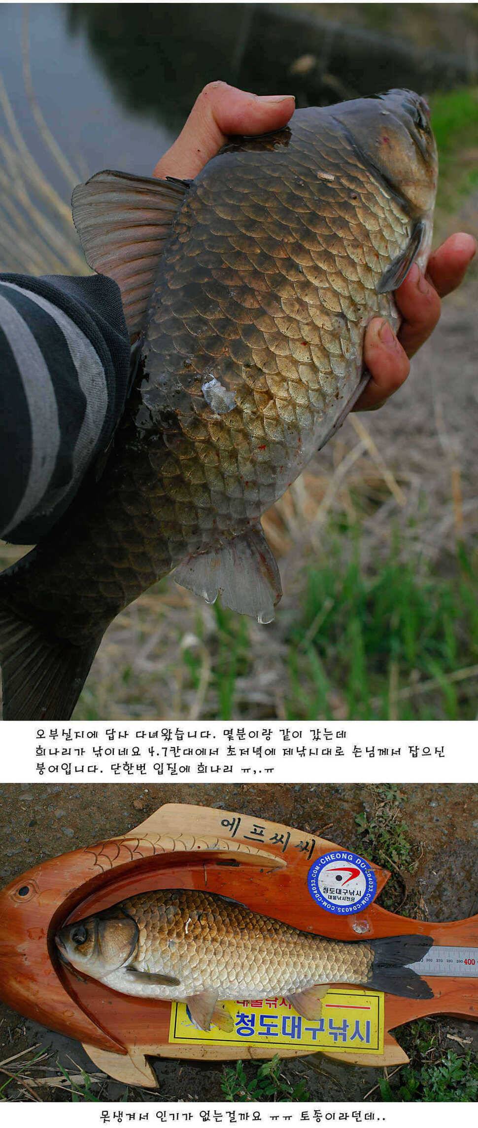 청도권 주중 조황정보 (조황조행기 - 특파원조황)