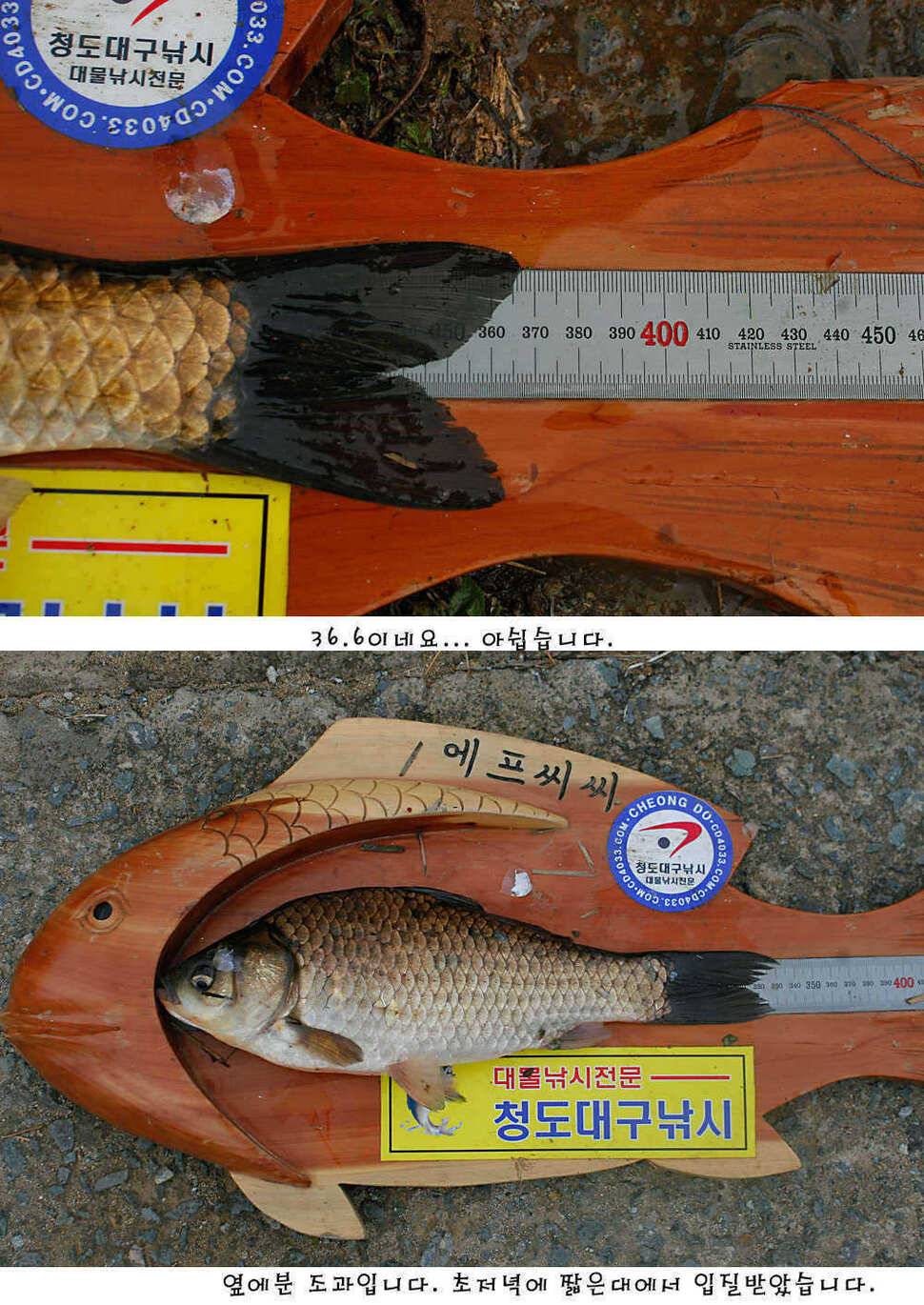 청도권 주중 조황정보 (조황조행기 - 특파원조황)