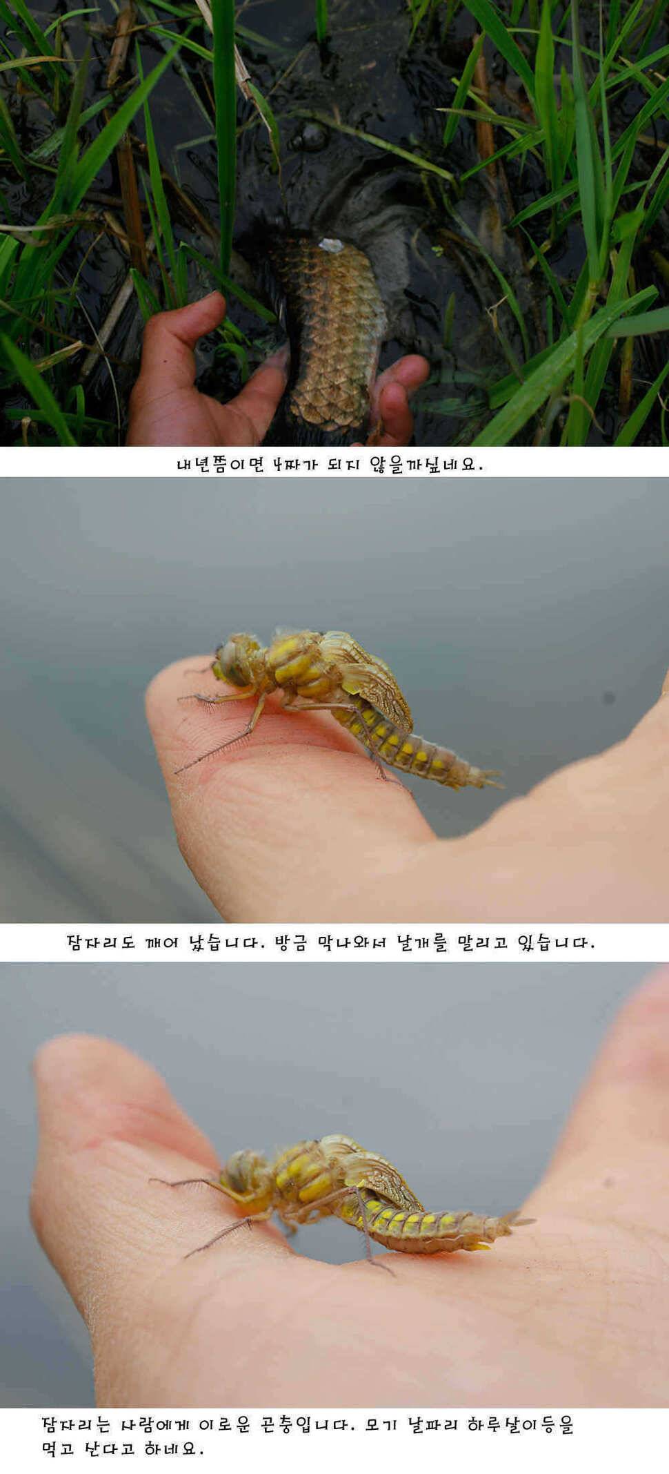 청도권 주중 조황정보 (조황조행기 - 특파원조황)