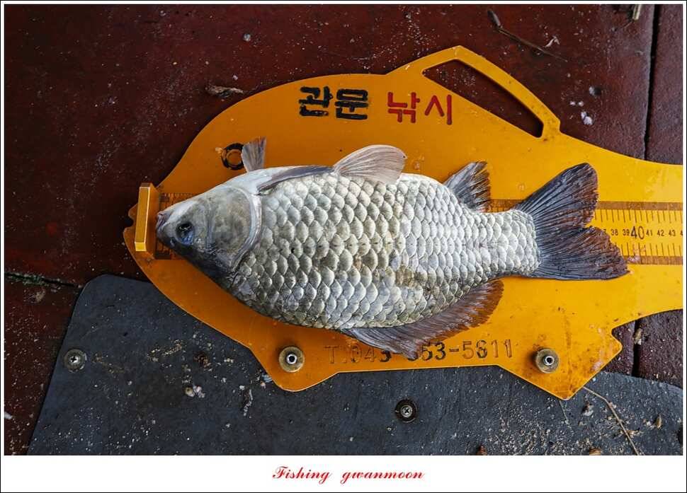 제일 4 짜돌감한버들 마릿수 월척화곡지 사짜 및 마릿수 월척 (조황조행기 - 특파원조황)