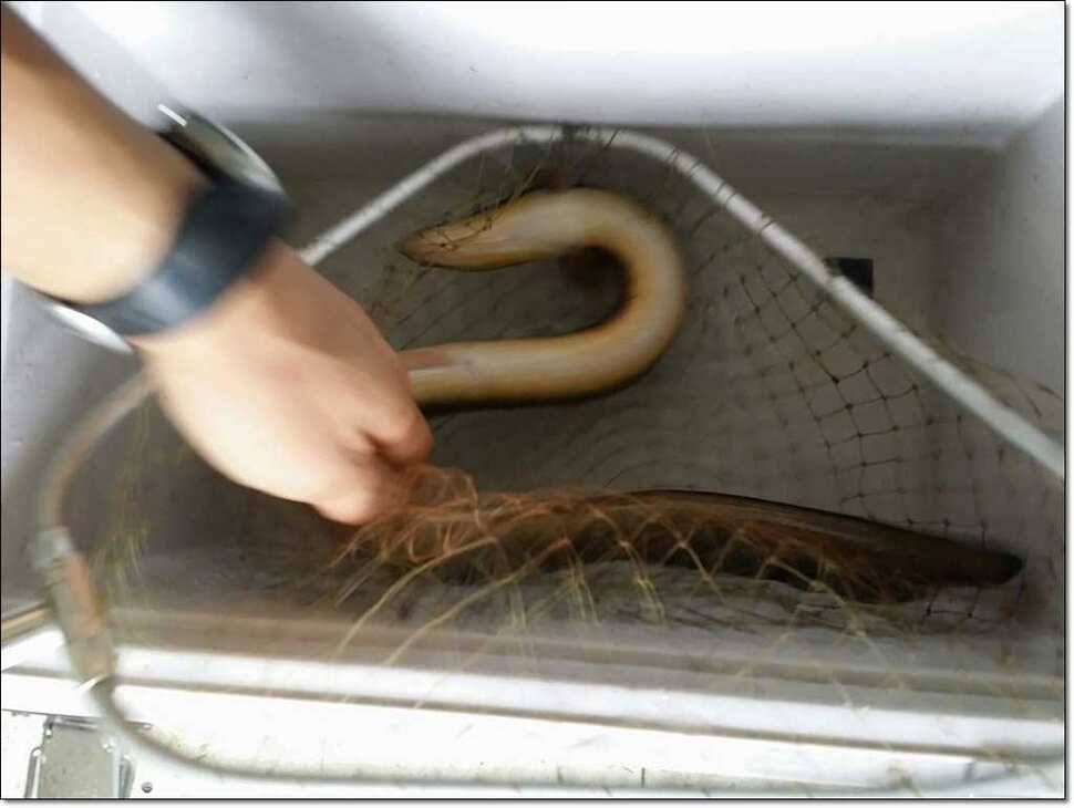 한버들 42 cm병호 385 cm늘푸른 키로장어 (조황조행기 - 특파원조황)
