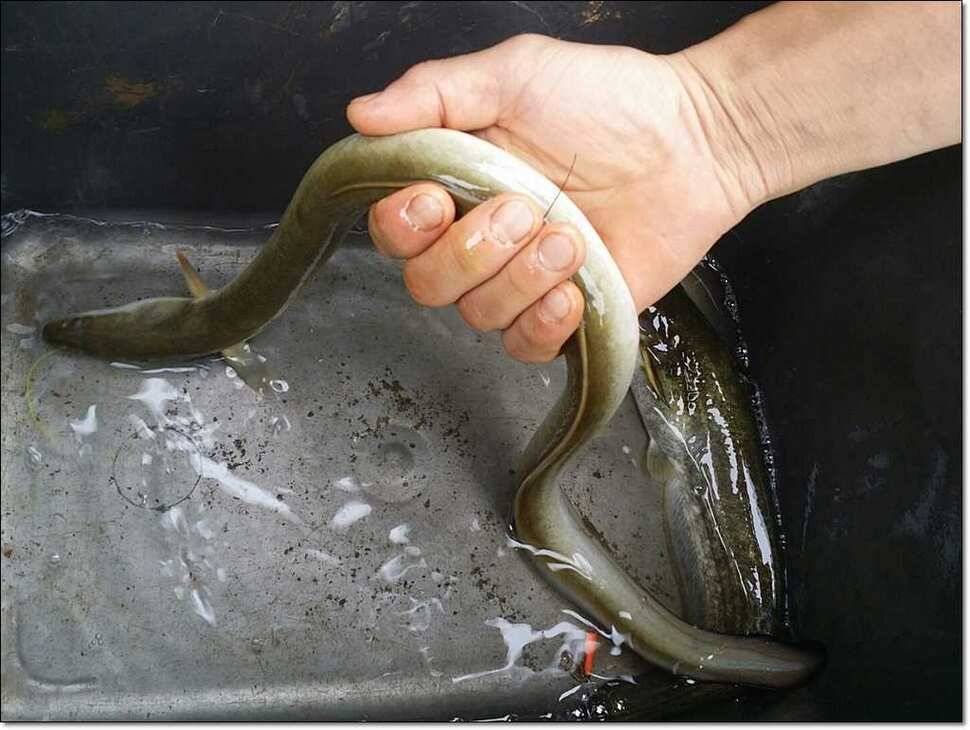 한버들 42 cm병호 385 cm늘푸른 키로장어 (조황조행기 - 특파원조황)