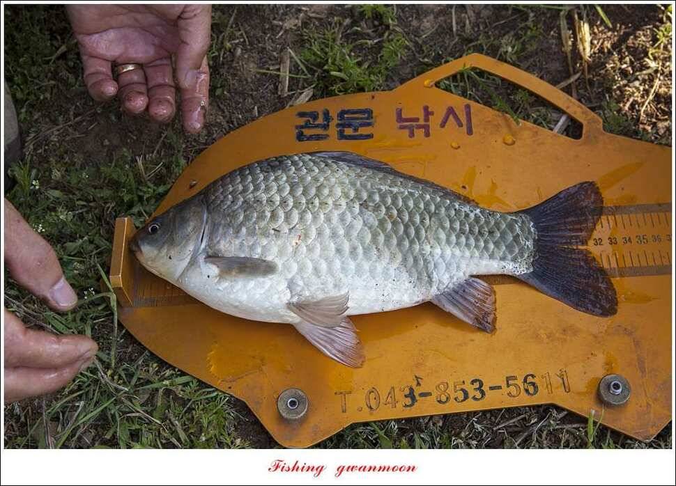 한버들 낚시대회실리곡 월척 (조황조행기 - 특파원조황)