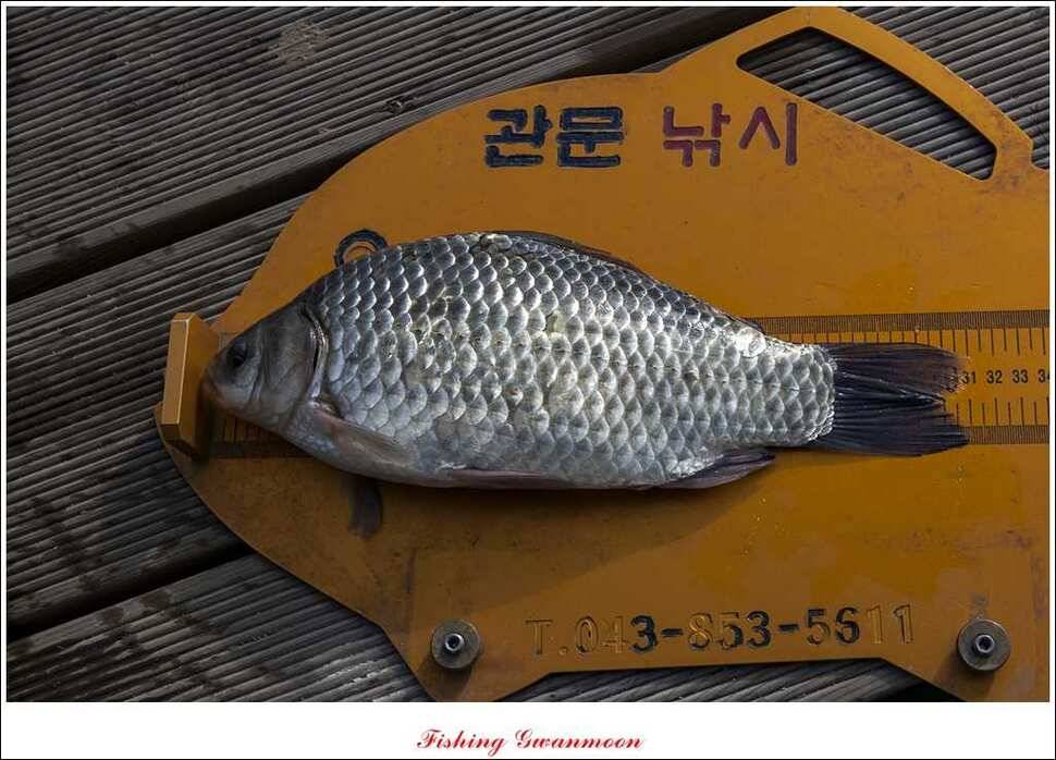 제일윤신매돌감짱가네한버들실리곡 월척 (조황조행기 - 특파원조황)