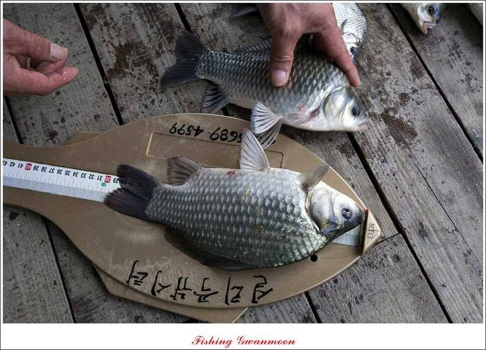 실리곡짱가네 월척 (조황조행기 - 특파원조황)