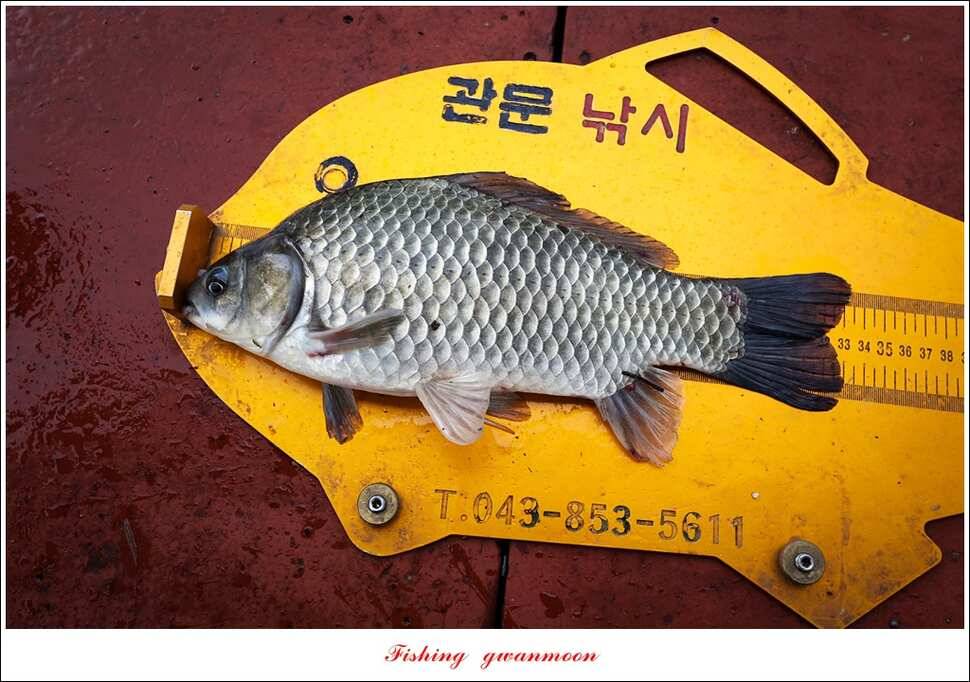 제일 4 짜돌감한버들 마릿수 월척화곡지 사짜 및 마릿수 월척 (조황조행기 - 특파원조황)