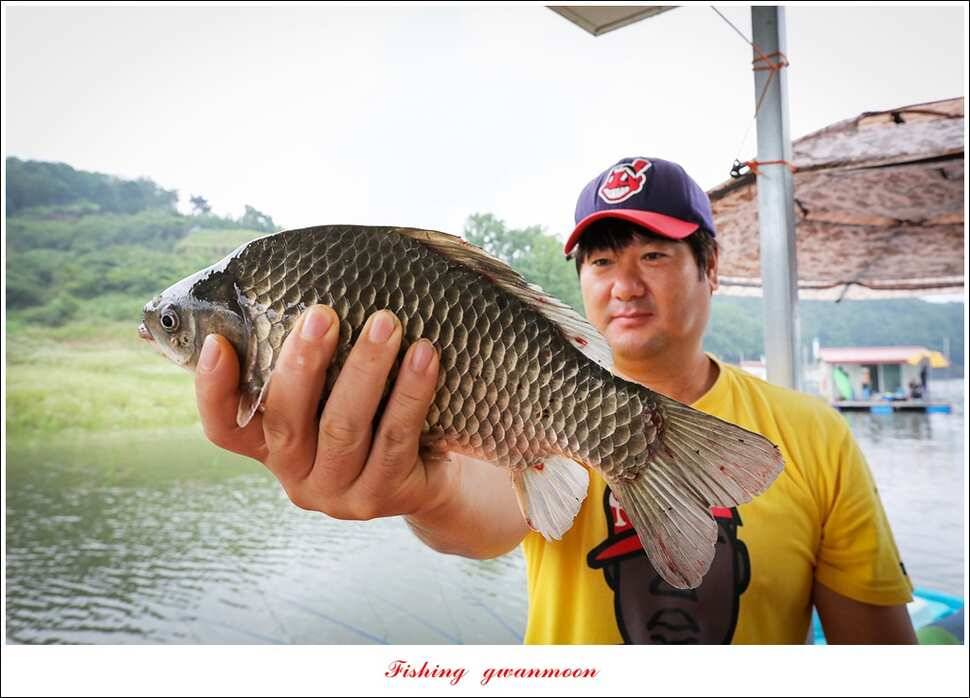 제일 4 짜돌감한버들 마릿수 월척화곡지 사짜 및 마릿수 월척 (조황조행기 - 특파원조황)