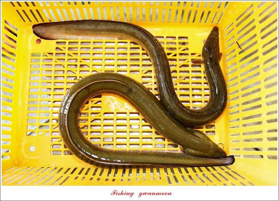 늘푸른 키로 장어마릿수 장어 조황 (조황조행기 - 특파원조황)