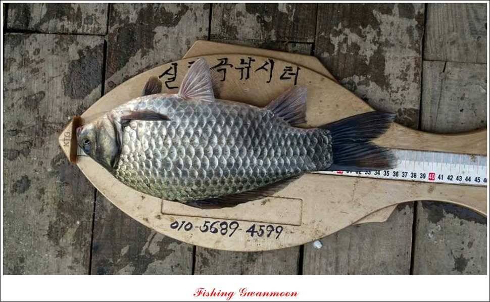 제일신매돌감실리곡한버들 월척 (조황조행기 - 특파원조황)