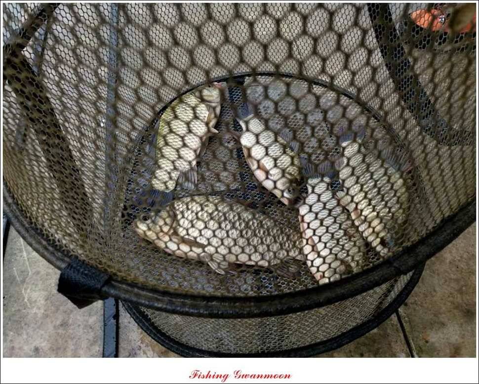한버들병호실리곡화곡지달천강 조황 (조황조행기 - 특파원조황)