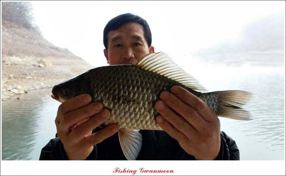 제일신매돌감실리곡한버들 월척 (조황조행기 - 특파원조황)