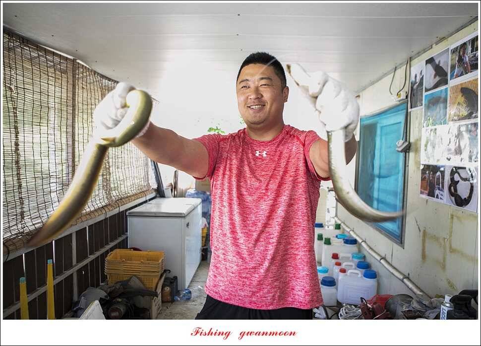 늘푸른 키로 장어마릿수 장어 조황 (조황조행기 - 특파원조황)