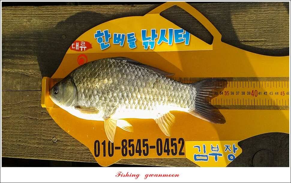 한버들 월척화곡지 마릿수 월척 조황 (조황조행기 - 특파원조황)