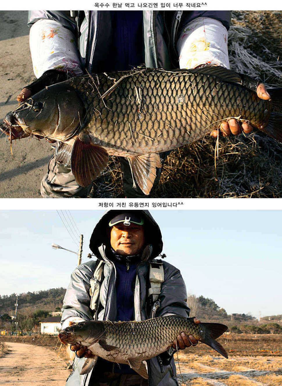 주중 청도 조황 정보입니다 (조황조행기 - 특파원조황)