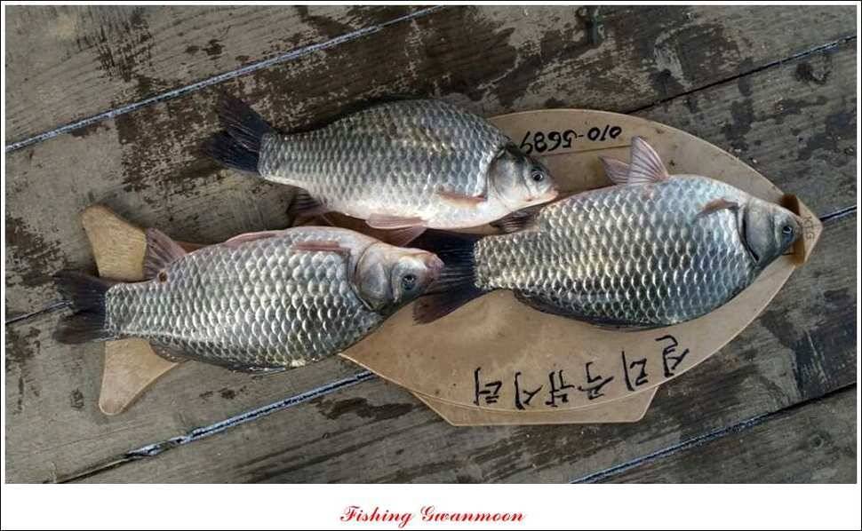 제일신매돌감실리곡한버들 월척 (조황조행기 - 특파원조황)