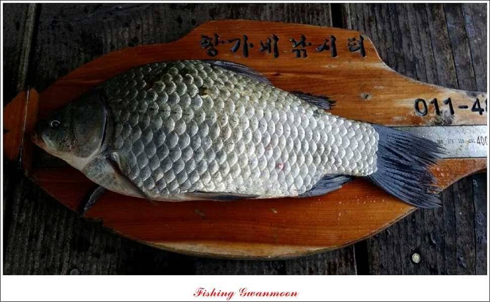 실리곡 짱가네 조황 (조황조행기 - 특파원조황)